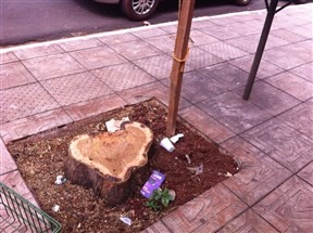 Secretaria de Serviços Públicos faz mutirão para plantar mil mudas de árvores no centro da cidade e nos bairros